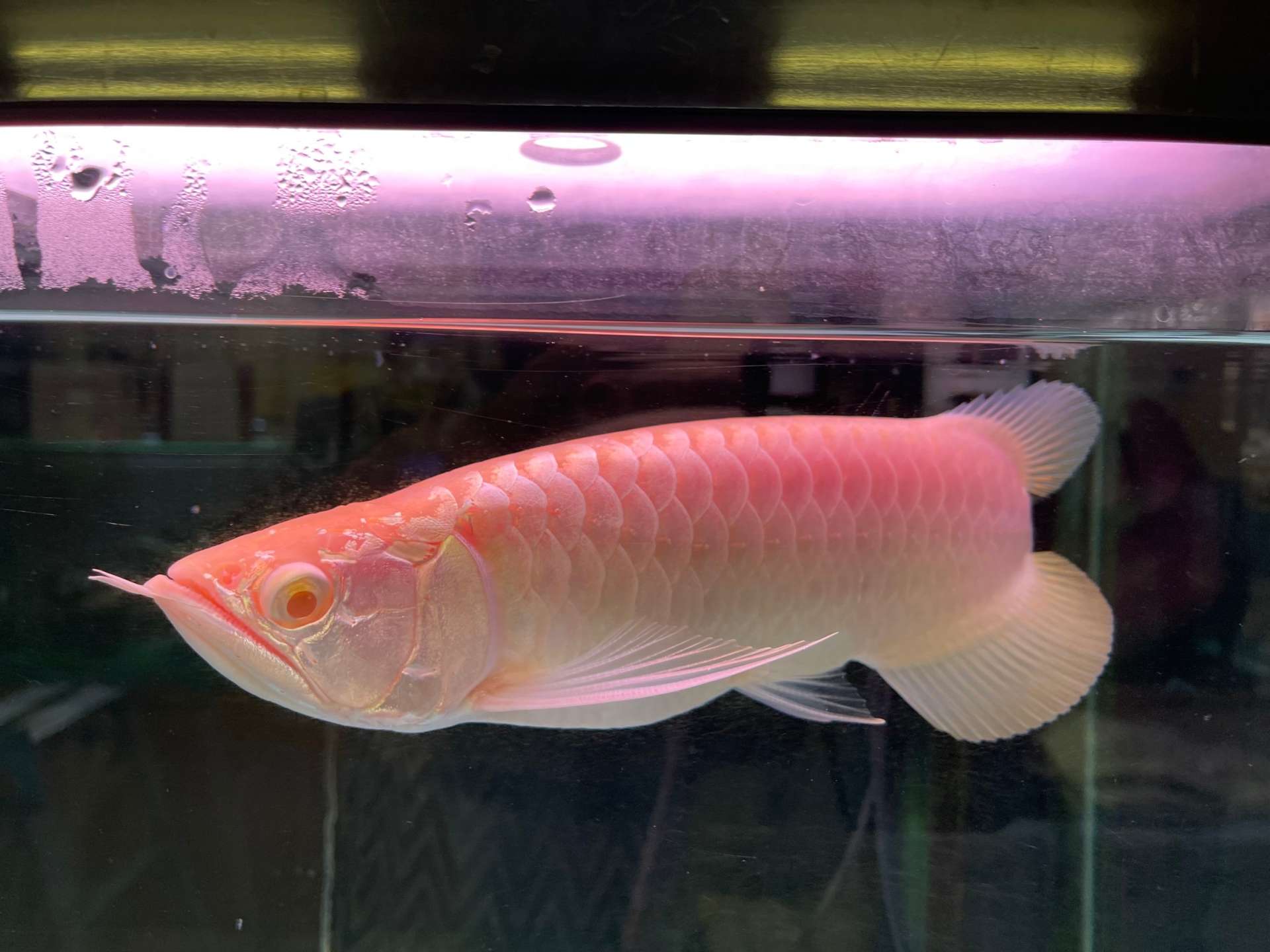 今日のアロワナ